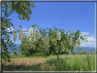 foto Paesaggi Collinari in Primavera